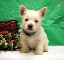 Westie puppies for adoption