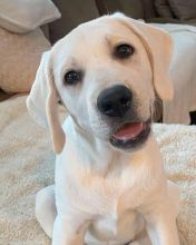 Amazing labrador puppies available for adoption.