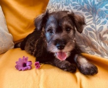 Beautiful KC Miniature Schnauzer puppies