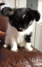 Beautiful papillon puppies for sale