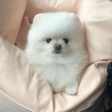 Beautiful Pomeranian puppies available for adoption.