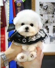 Bichon Frise puppies for sale