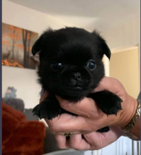 Brussels Griffon Pups available
