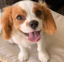 Cavalier king charles puppies for re-homing