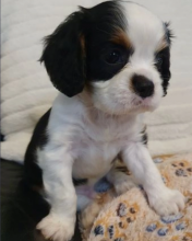 Cavalier King Charles Spaniel puppies