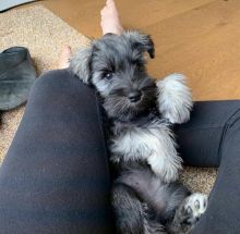 Charming Miniature Schnauzer Puppies