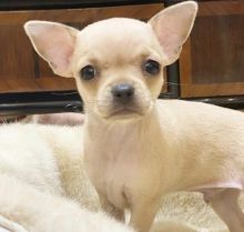 CHIHUAHUA PUPPIES READY FOR THEIR NEW HOME