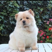 Chow chow puppies available in good health condition for new homes