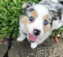 C.K.C MALE AND FEMALE AUSTRALIAN SHEPHERD PUPPIES AVAILABLE