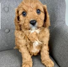 C.K.C MALE AND FEMALE CAVAPOO PUPPIES AVAILABLE