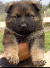 C.K.C MALE AND FEMALE GERMAN SHEPHERD PUPPIES AVAILABLE