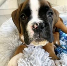 Cute Boxer puppies available