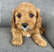 Cute Cavapoo Puppies male and female for adoption into good homes.