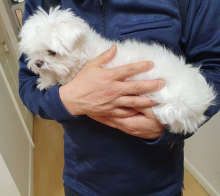 Cute Lovely Maltese Puppies male and female for adoption