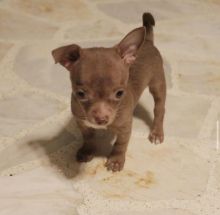 Cute Male and Female Chihuahua Puppies Up for Adoption.