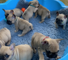 French Bulldog puppies for sale