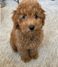GOLDEN DOODLE PUPPIES AVAILABLE FOR ADOPTION.