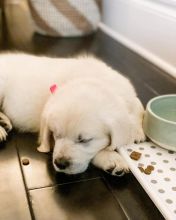 Golden retriever puppies for adoption