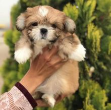 Healthy Adorable Shih Tzu Puppies Available For Adoption Email (blancamonica041@gmail.com) for more