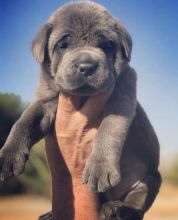 Home trained cane corso puppies available(blancamonica041@gmail.com)