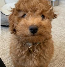 Home trained Golden Doodle puppies for great homes.