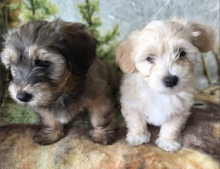 KC pedigree Havanese pups ▶️Ready now