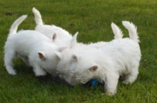 KC registered stunning West Highland puppies