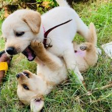 Labrador Puppies for adoption(blancamonica041@gmail.com)