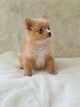 LOVELY AND HEALTHY MINI POMERANIAN PUPPIES READY FOR REHOMING