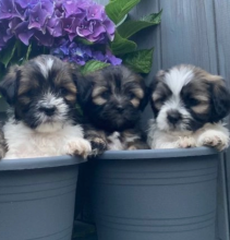Lovely lhasa apso puppies😍
