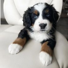 Male and female Bernese Mountain dog puppies for adoption.