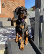 Perfect lovely Male and Female Doberman Puppies for adoption