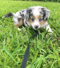 Purebred Australian shepherds puppies