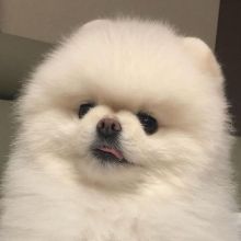 Purebred Pomeranian Puppies Available