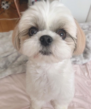 Shih Tzu Puppies Male And Female Puppies For Adoption