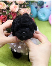 Stunning KC Registered Red Miniature Poodle Puppies for sale