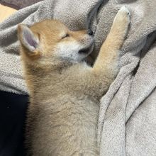 Sweet Shiba ainu Puppies in search of their new and loving home( blancamonica041@gmail.com)