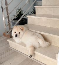 Well trained chow chow puppies for adoption