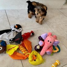 Yorkie puppies for adoption