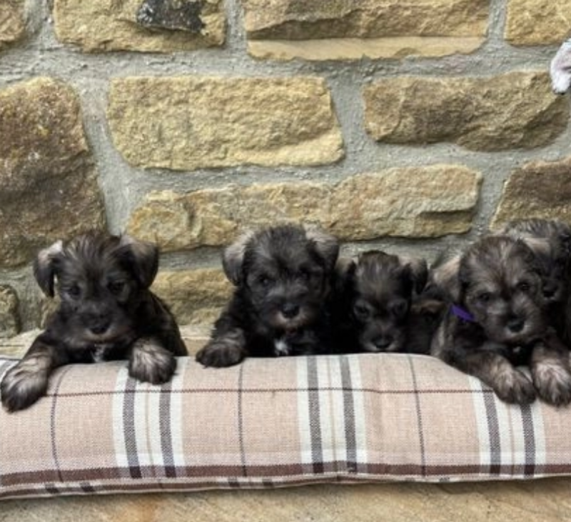 Beautiful KC Miniature Schnauzer puppies Image eClassifieds4u