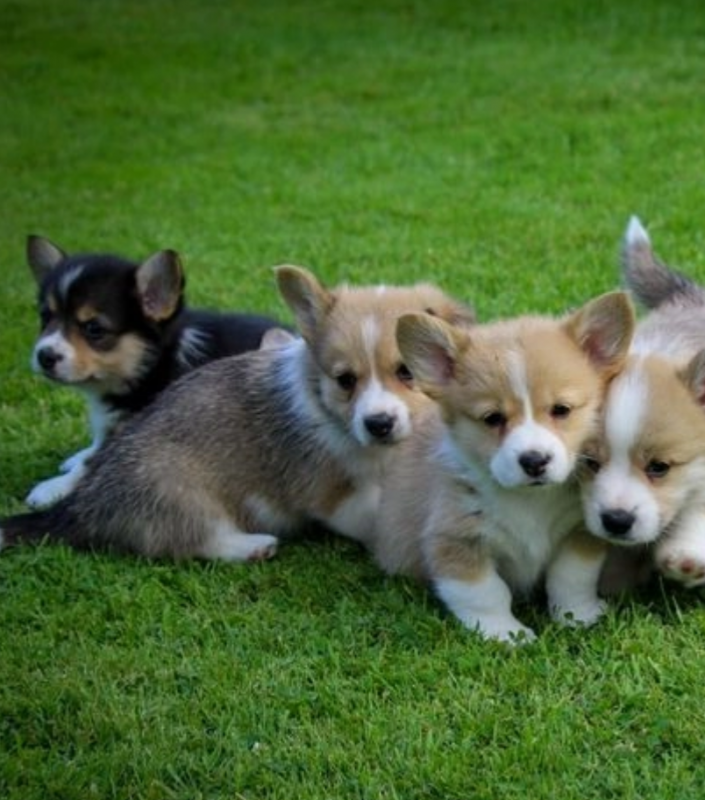 Beautiful Pembroke corgi pups for sale Image eClassifieds4u