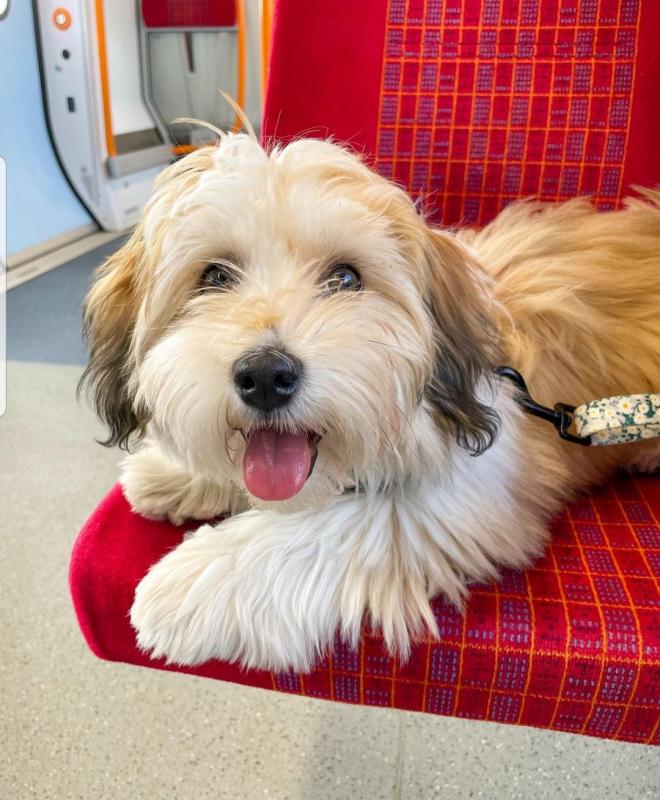 Bernese Mountain Dog puppies. Image eClassifieds4u
