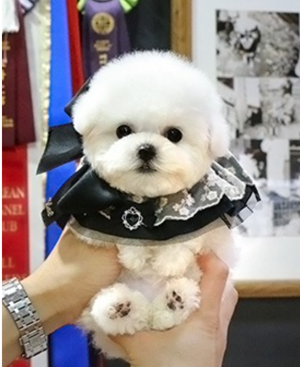 Bichon Frise puppies for sale Image eClassifieds4u