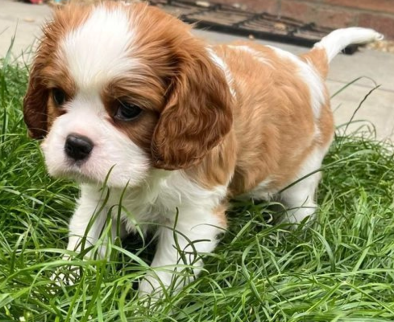 Cavalier King Charles Spaniel puppies Image eClassifieds4u