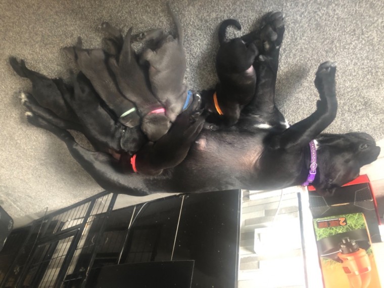 Charming Pit bull. Puppies for Adoption(blancamonica041@gmail.com) Image eClassifieds4u