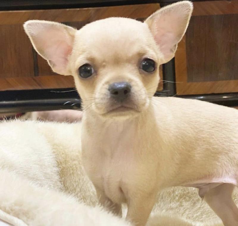 CHIHUAHUA PUPPIES READY FOR THEIR NEW HOME Image eClassifieds4u