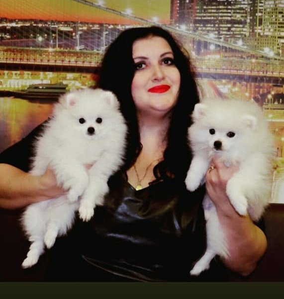 C.K.C MALE AND FEMALE POMERANIAN PUPPIES AVAILABLE Image eClassifieds4u