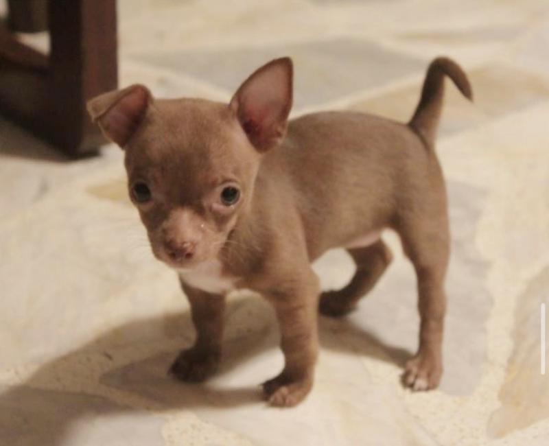 Cute Male and Female Chihuahua Puppies Up for Adoption. Image eClassifieds4u