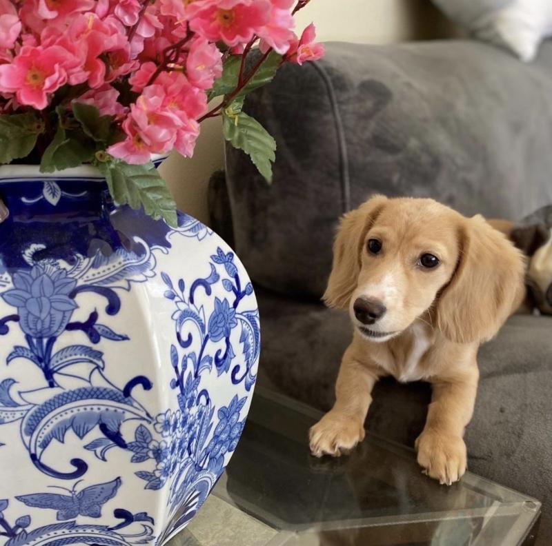 Dachshund puppies for free adoption Image eClassifieds4u