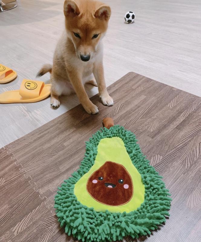 Family raised shiba inu puppies for adoption Image eClassifieds4u